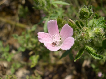 Althaea hirsuta